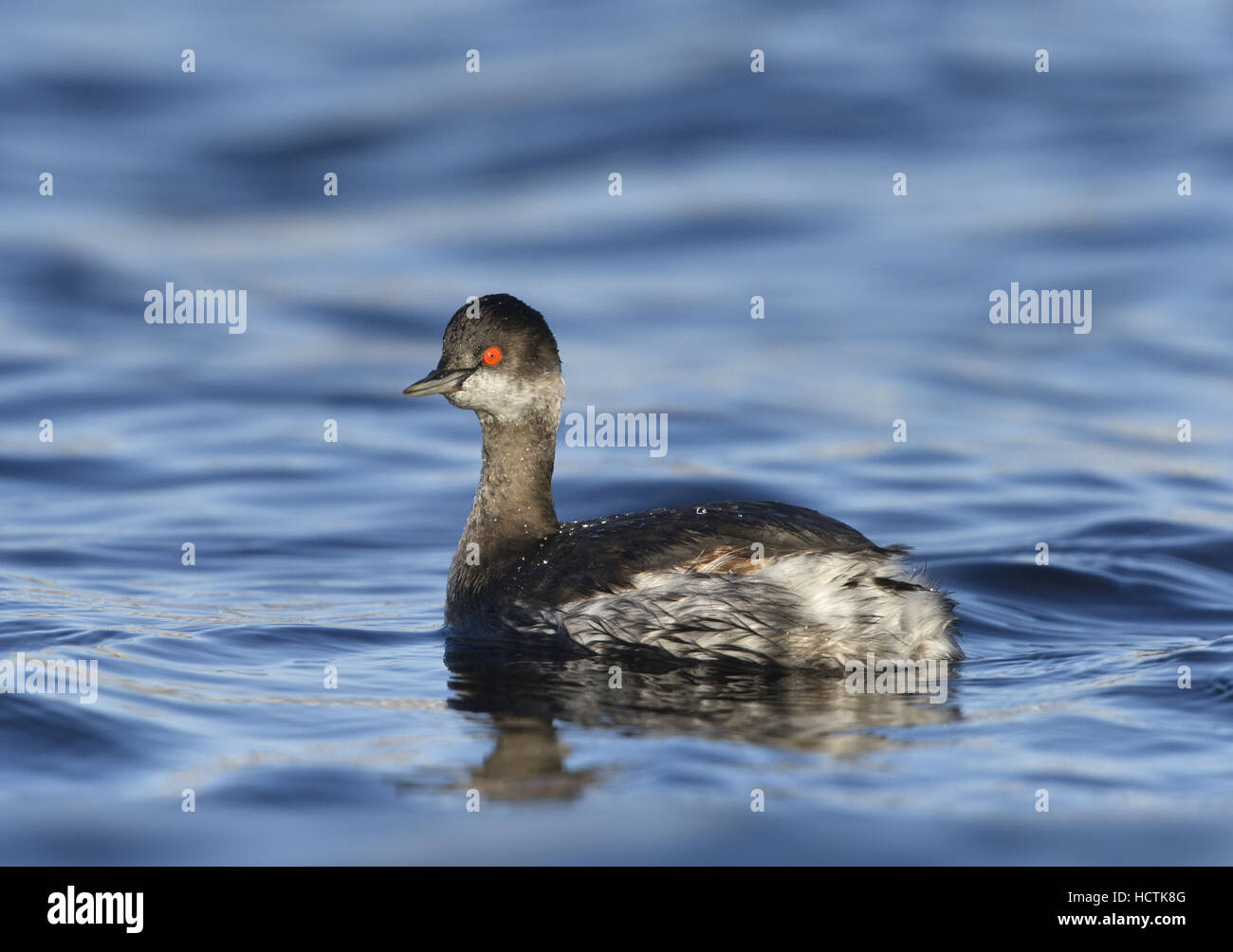 Grèbe à cou noir - Podiceps nigricollis Banque D'Images