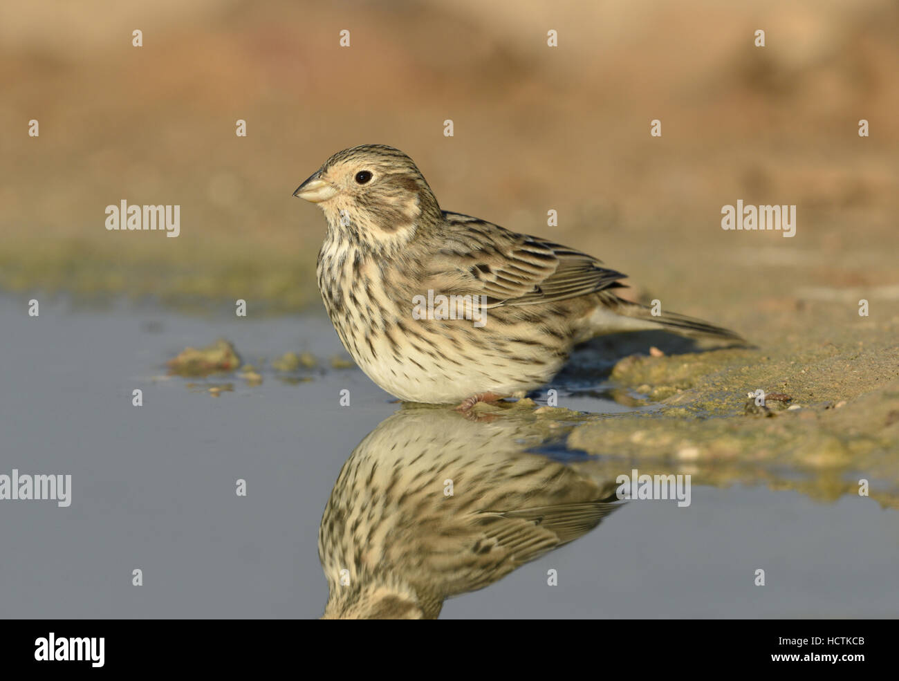 Bruant Proyer - Emberiza calandra Banque D'Images