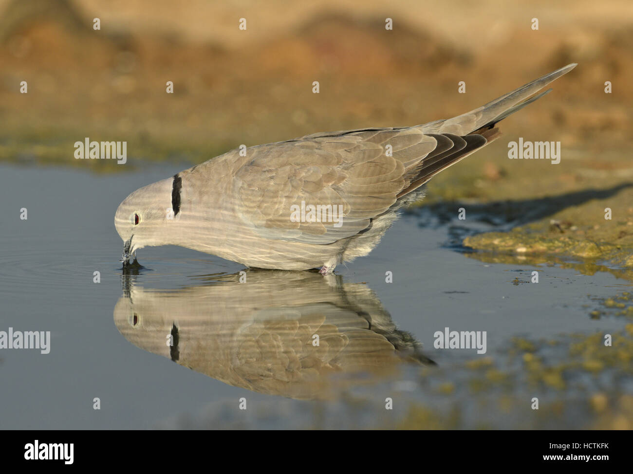 Streptopelia decaocto - Banque D'Images
