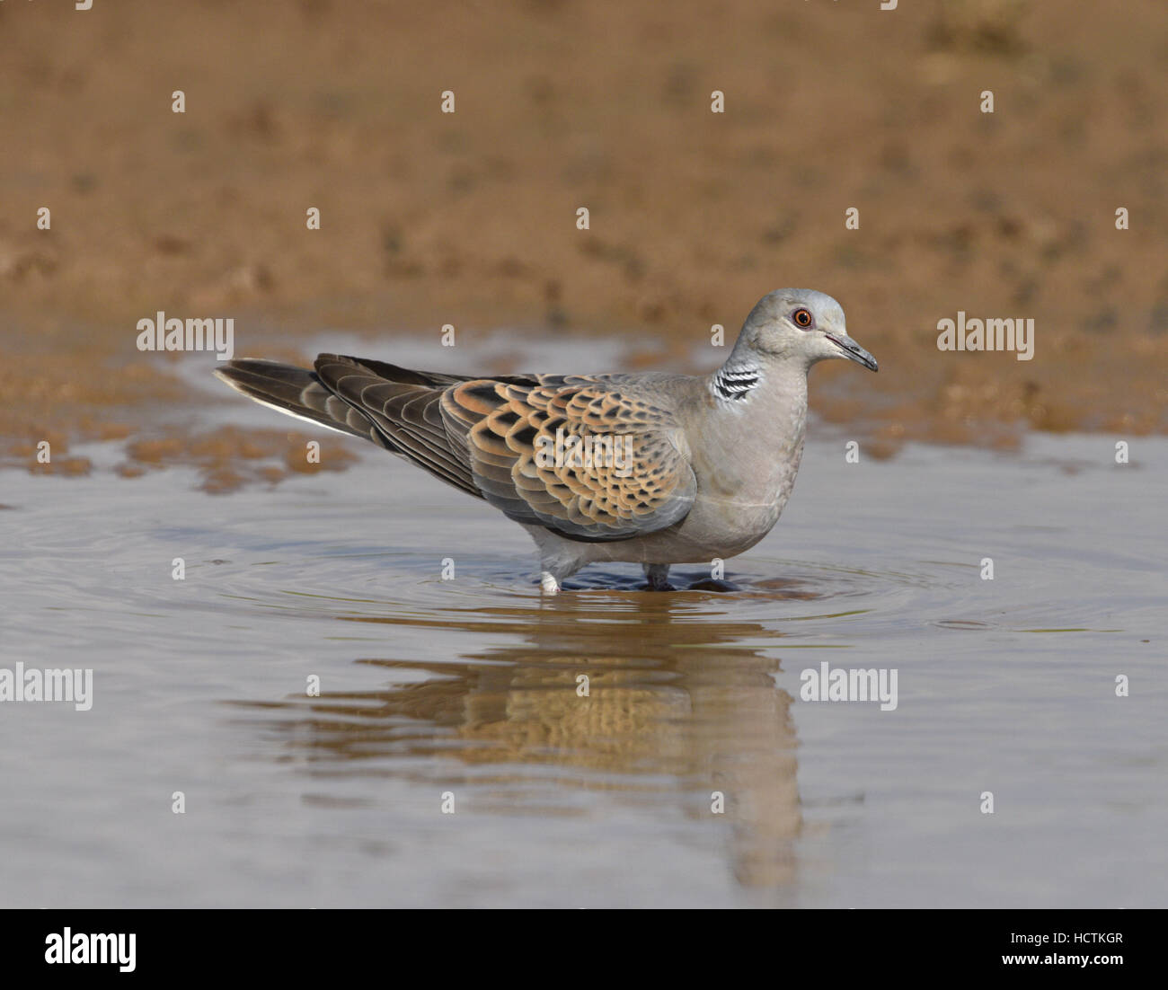 - Tourterelle Streptopelia turtur Banque D'Images