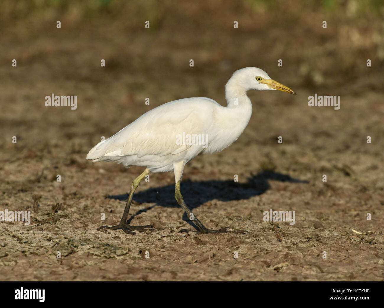 Héron garde-boeufs - Bubulcus ibis Banque D'Images