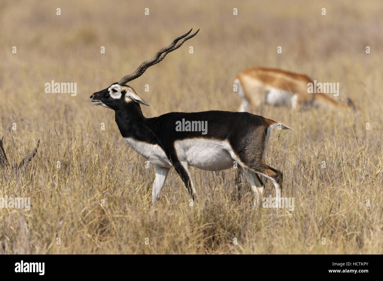 Antilope Antilope cervicapra Blackbuck - Banque D'Images