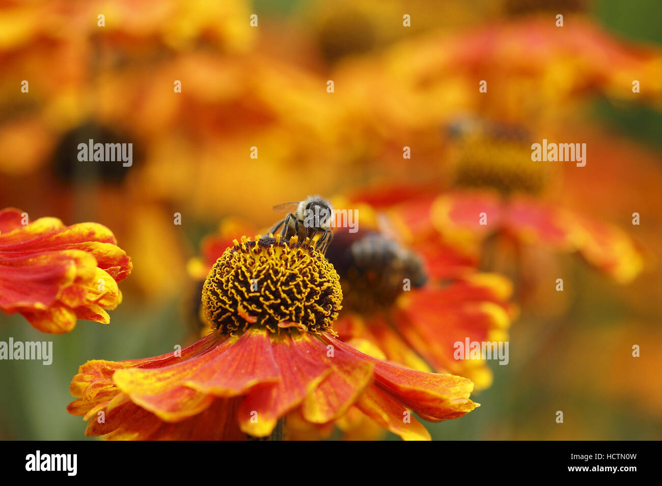 Helenium avec abeille (Apis mellifera) Banque D'Images