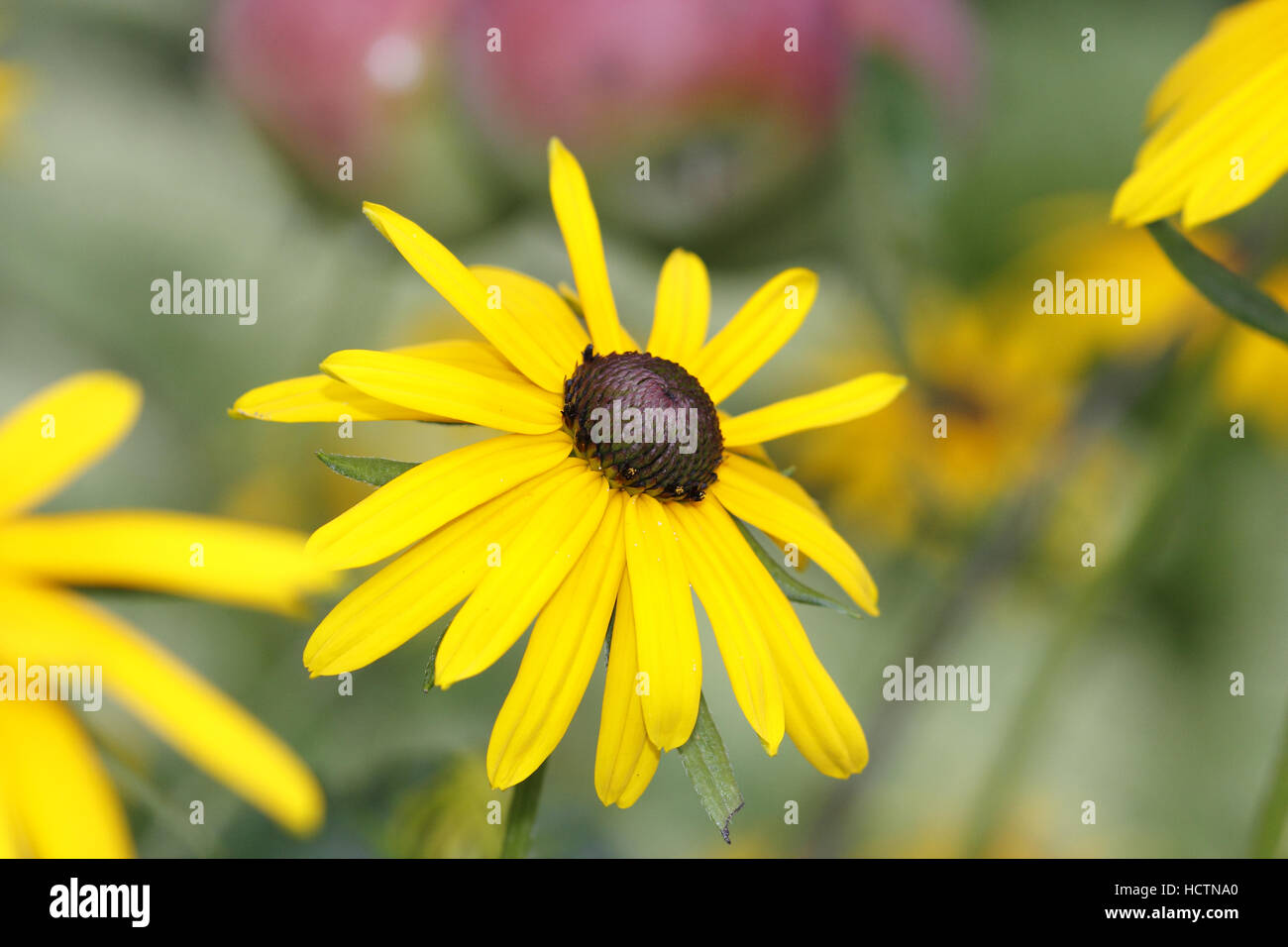 Coneflower rudbeckia () Banque D'Images