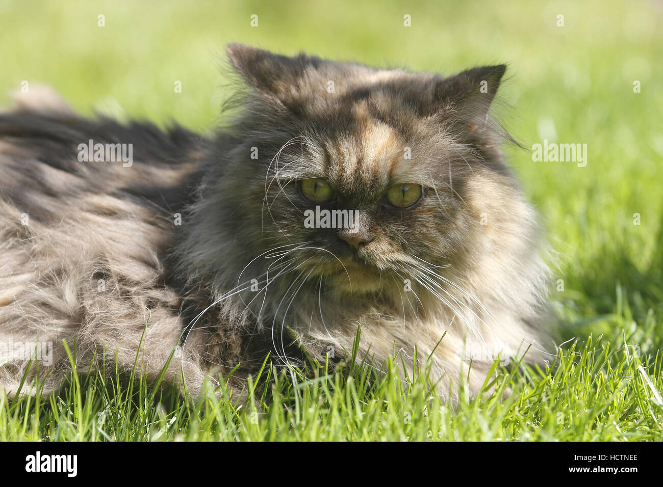 British longhair, cat Banque D'Images