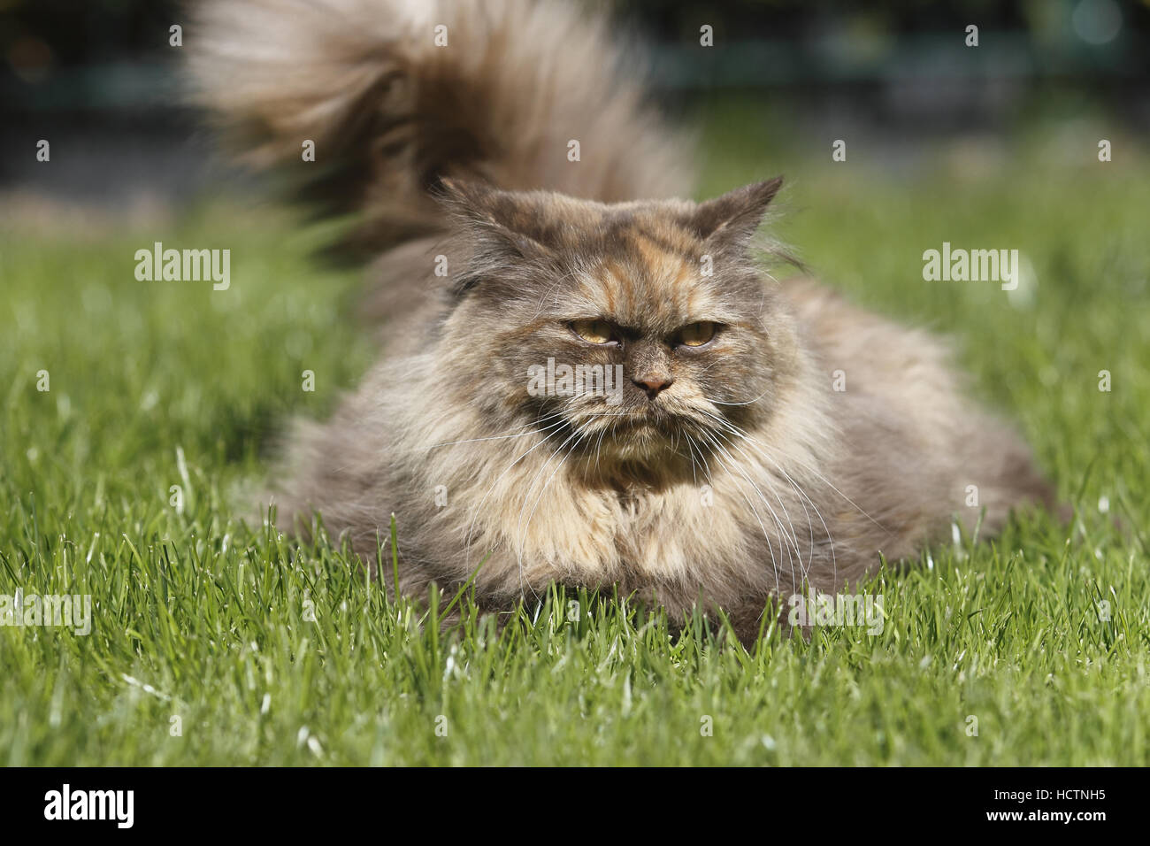 British longhair, cat Banque D'Images