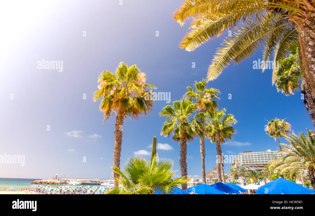 Palmiers sur la plage dans la PuertoRico, Gran Canaria, Îles Canaries, Espagne Banque D'Images