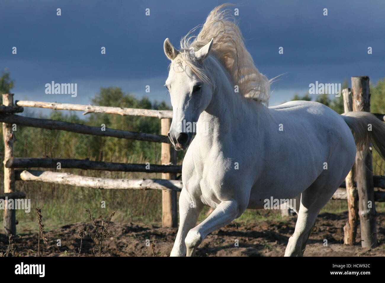 Arabian Mare blanche galopante avec la crinière, le Mare, Arabe Banque D'Images