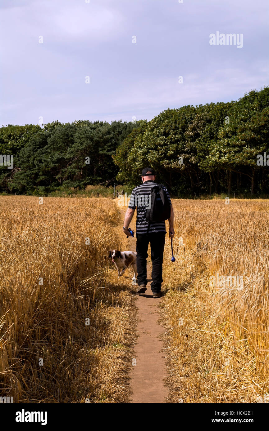 Un homme et springer spaniel dog walking un chemin à travers un champ de blé. Banque D'Images