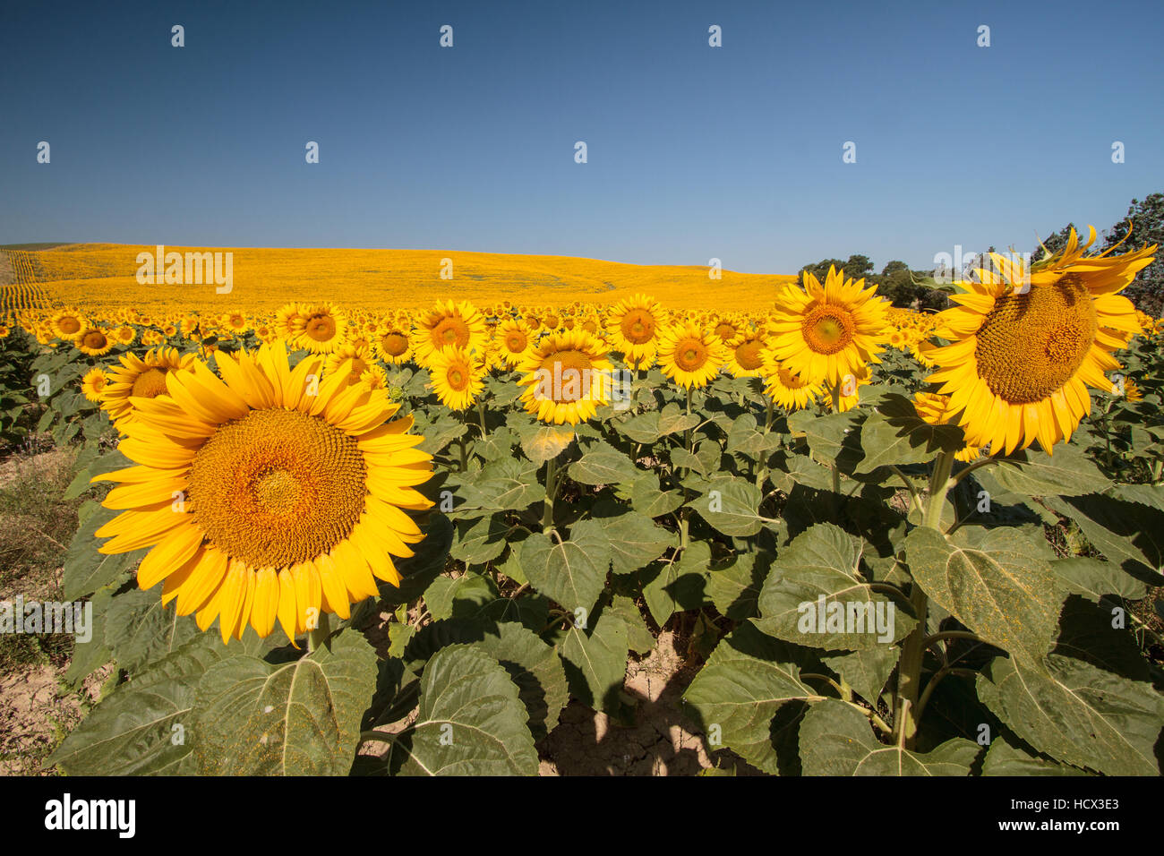 Domaine de fleurs de tournesol en Val d'Orcia, Toscane, Italie Banque D'Images