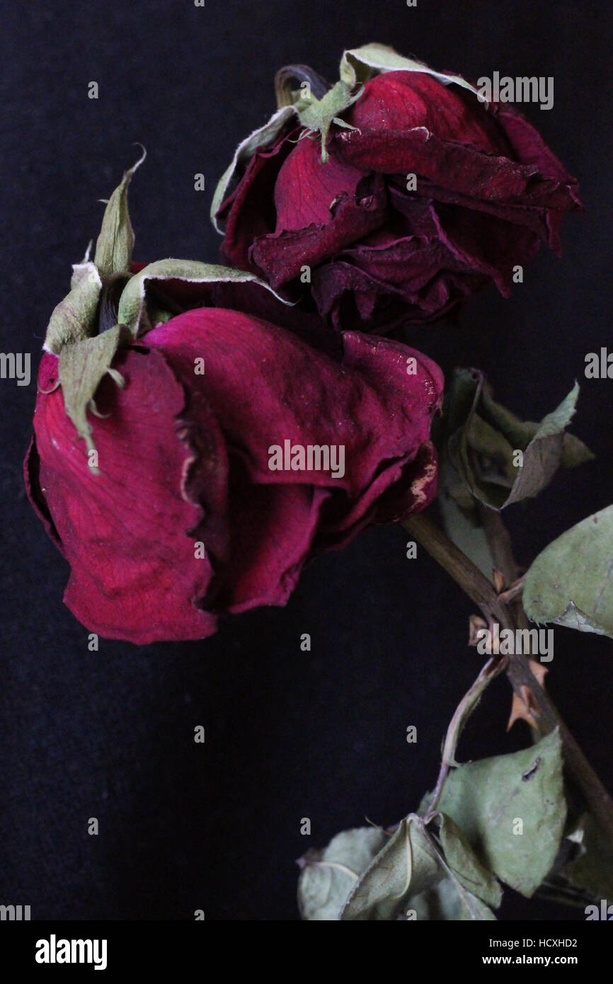 Roses rouges secs Banque D'Images