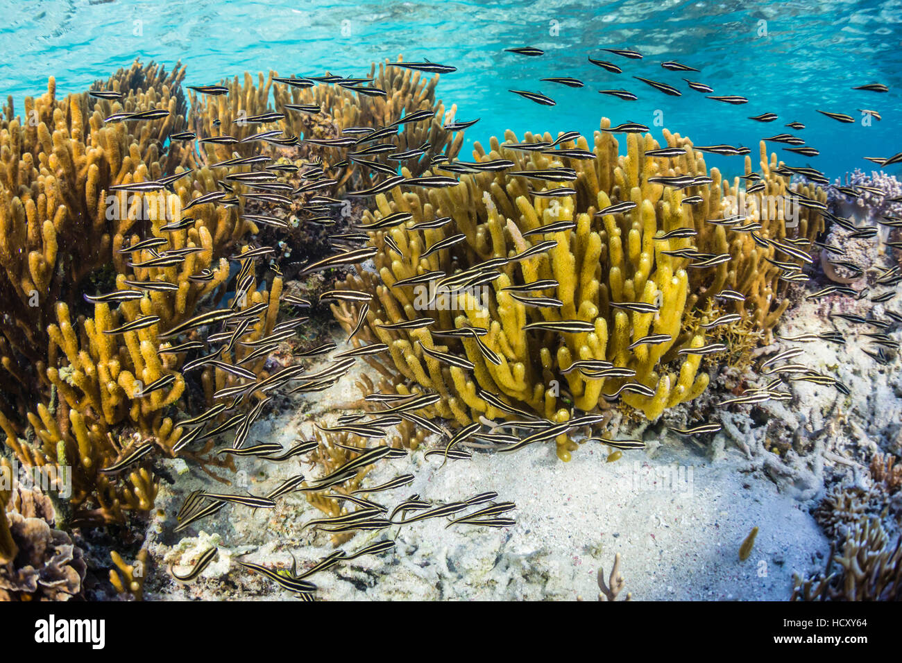 Une école de poisson-chat rayé (Plotosus lineatus) sur l'île de Sebayur, le Parc National de Komodo, Flores, Indonésie Mer Banque D'Images