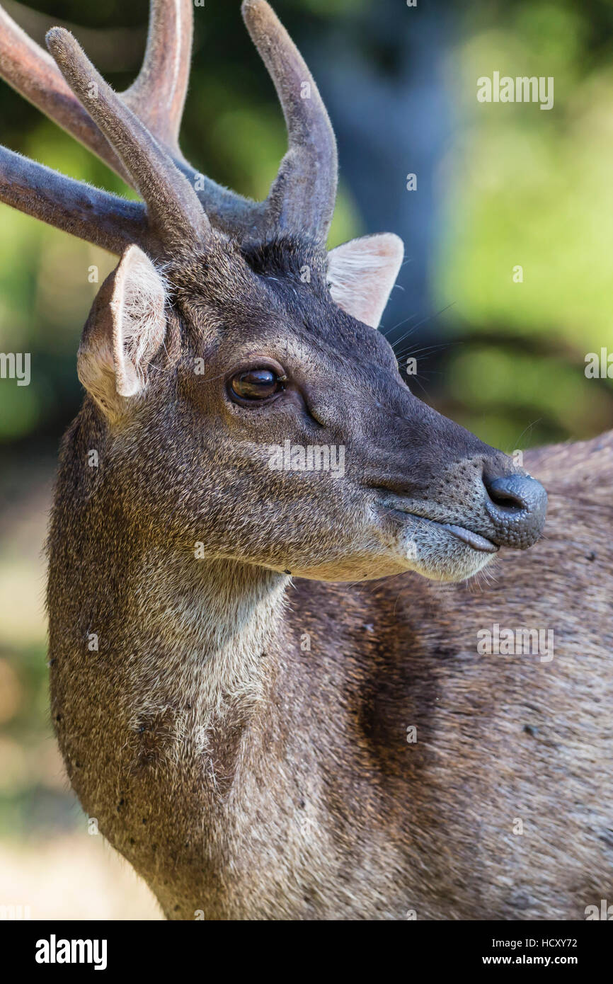 Buck adultes Timor Oriental rusa deer (Cervus timorensis) dans la région de Velvet sur Rinca Island, Indonésie Banque D'Images
