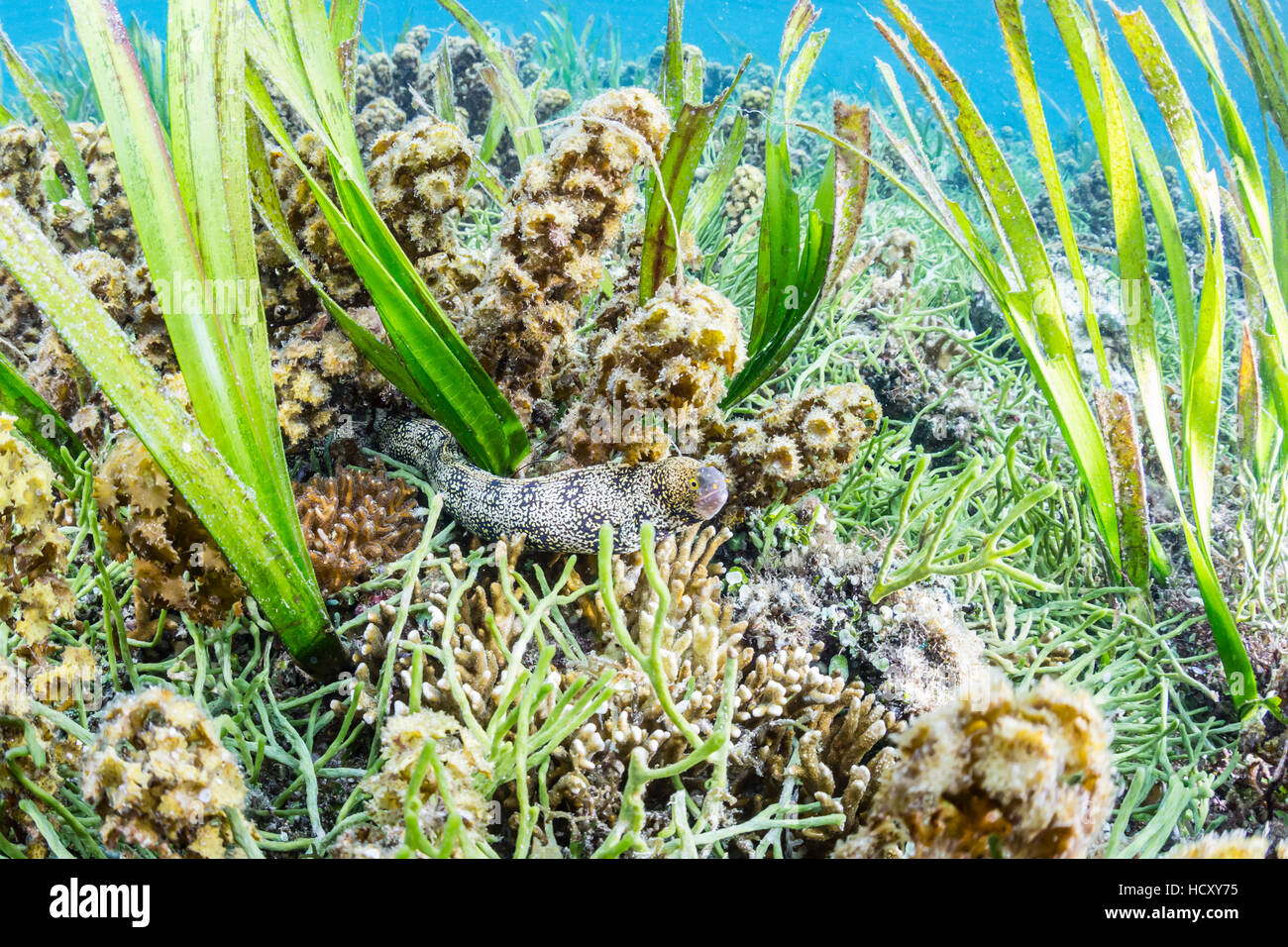 Un adulte snowflake moray (Echidna nebulosa) sur l'île de Sebayur, la mer de Flores, en Indonésie Banque D'Images