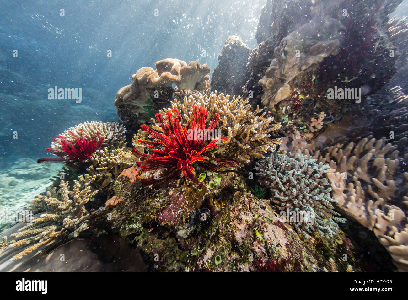 Crinoïde rouge sur l'île de Kecil Tengah, le Parc National de Komodo, Flores, Indonésie Mer Banque D'Images