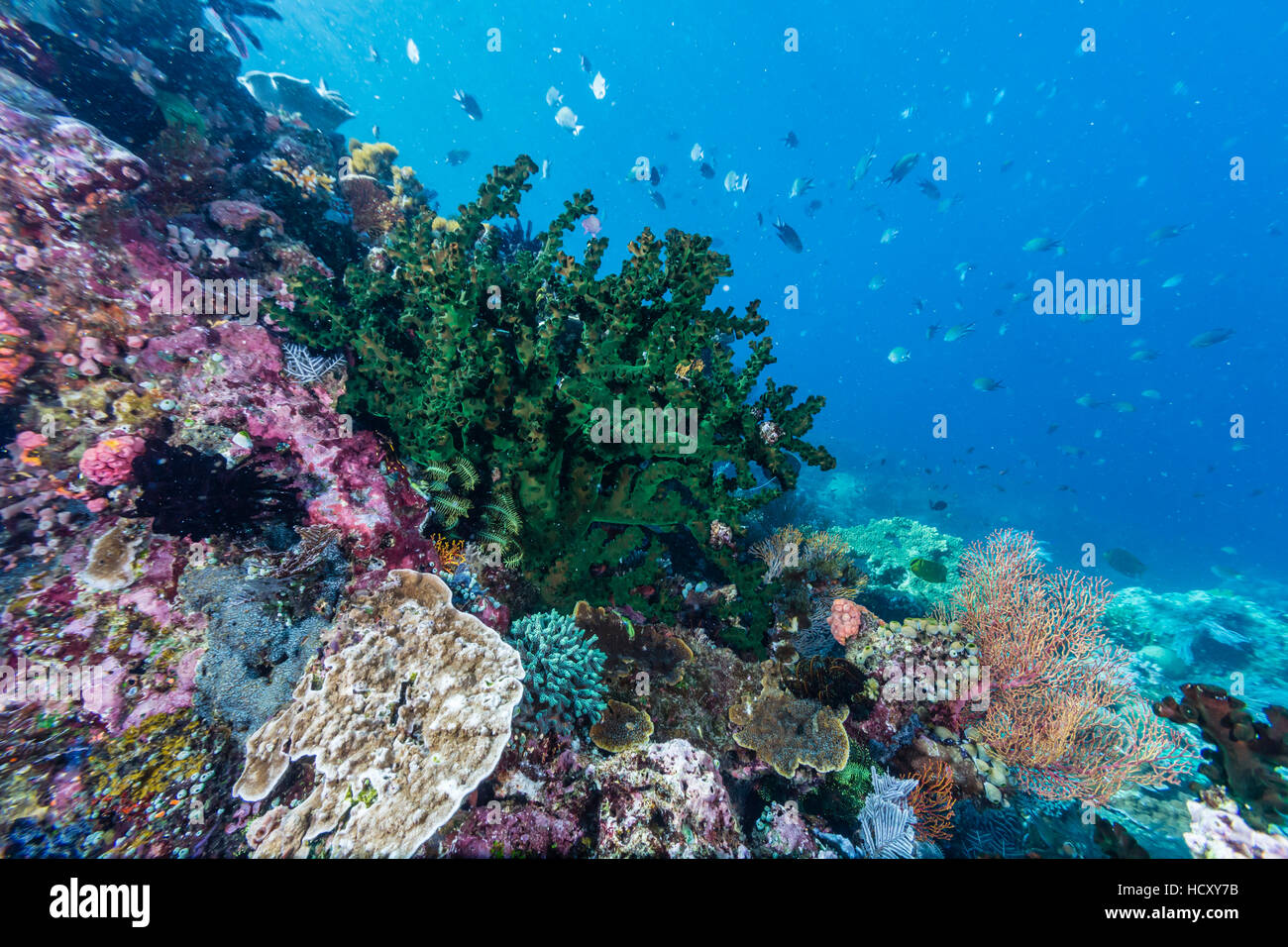 Profusion de coraux durs et mous sur Kecil Tengah Island, le Parc National de Komodo, Flores, Indonésie Mer Banque D'Images