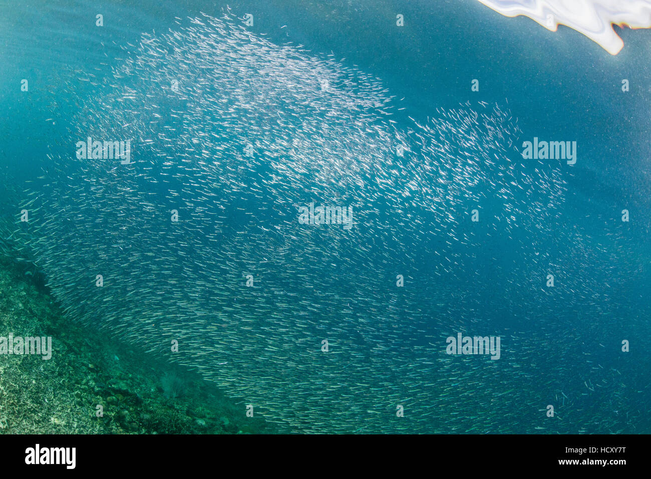 Une profusion de sous-marine des poissons-appâts sur Sebayur Island, le Parc National de Komodo, Flores, Indonésie Mer Banque D'Images