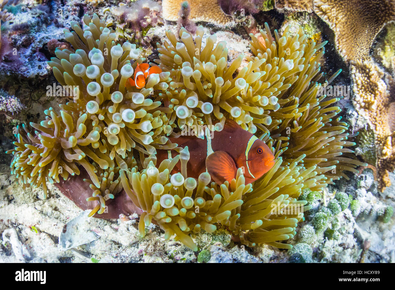 Spinecheek adultes poisson clown (Premnas biaculeatus), l'île de Sebayur, le Parc National de Komodo, Flores, Indonésie Mer Banque D'Images