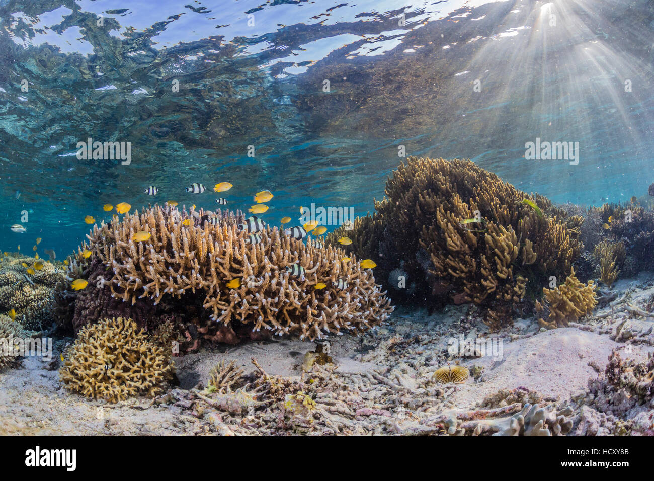Une profusion de coraux durs et mous sur Sebayur Island, le Parc National de Komodo, Flores, Indonésie Mer Banque D'Images