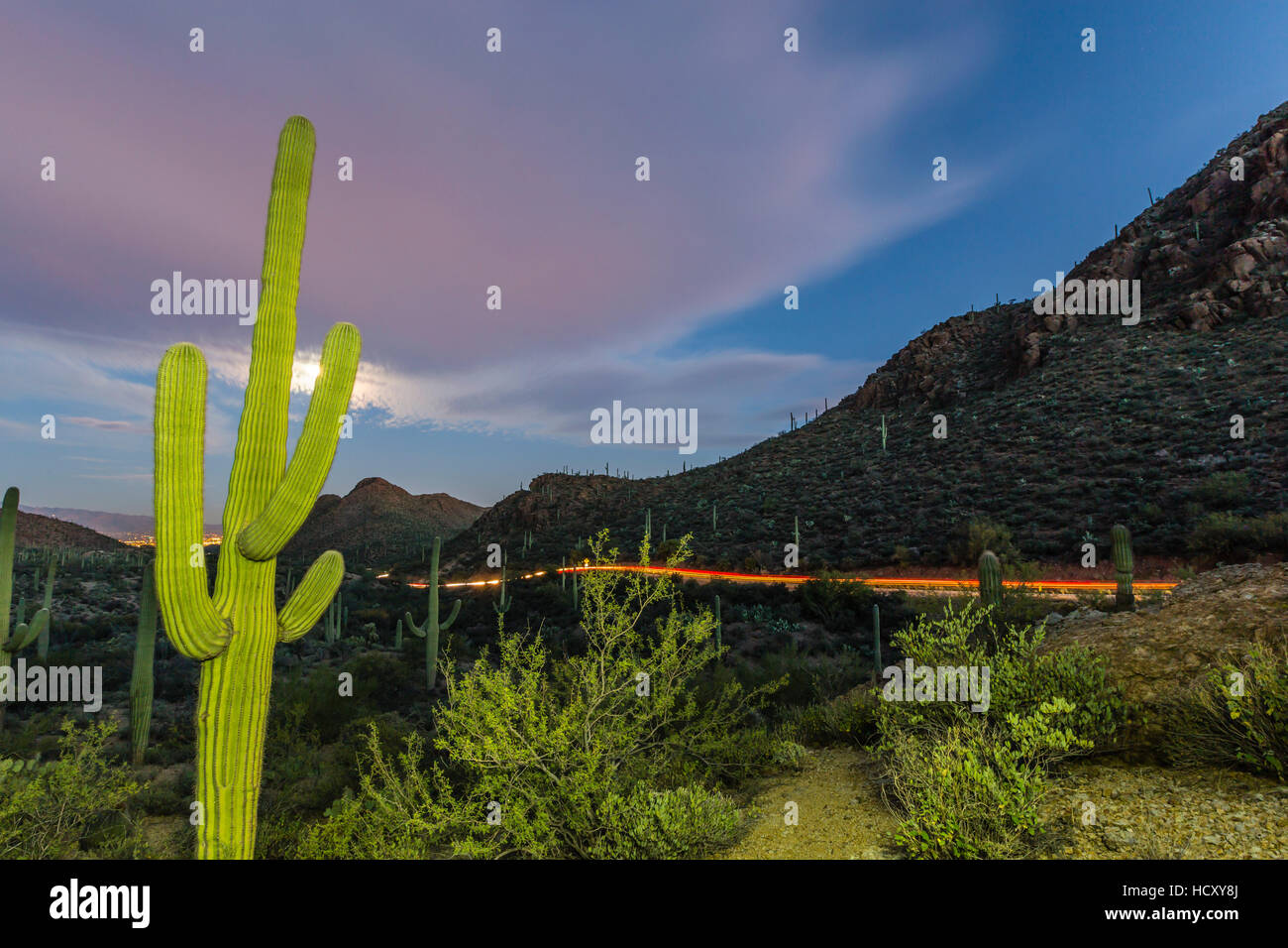 Cactus géant saguaro (Carnegiea gigantea) en vertu de la pleine lune à l'entrée dans les montagnes de Tucson, Tucson, Arizona, USA Banque D'Images