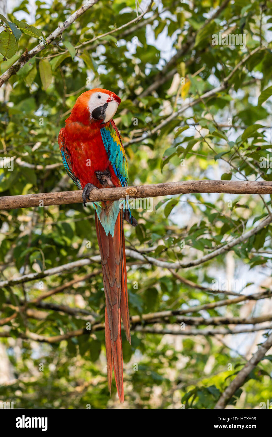 Des profils ara rouge (Ara macao), Parc National de l'Amazonie, Loreto, Pérou Banque D'Images