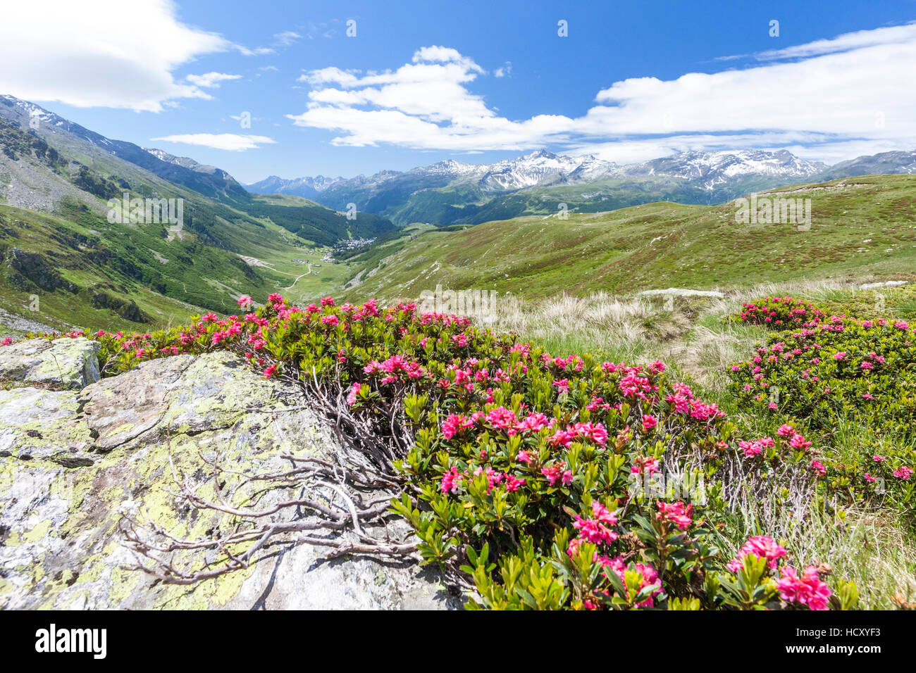 La trame des rhododendrons paysage alpin vert, Montespluga, Chiavenna, vallée de la Valteline, province Sondrio, Lombardie, Italie Banque D'Images