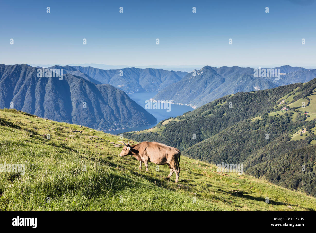 Vache dans les verts pâturages avec le lac de Côme et les pics à l'arrière-plan Gravedona, province de Côme, lacs italiens, Lombardie, Italie Banque D'Images