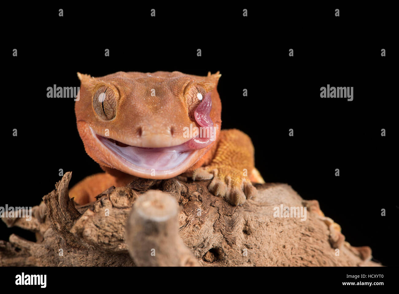 Crested Gecko (Correlophus ciliés) en captivité, Nouvelle Calédonie Banque D'Images
