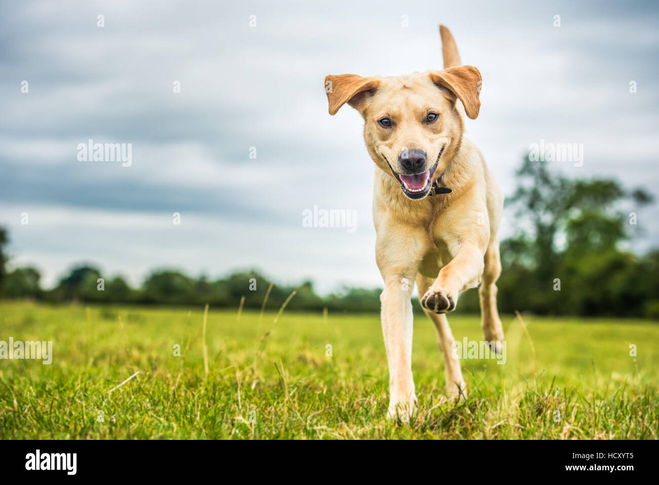 Un chien labrador golden, Oxfordshire, UK Banque D'Images
