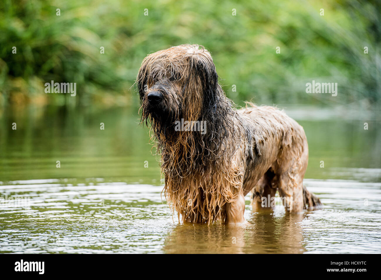 Un chien briard, pataugeant dans l'eau, UK Banque D'Images