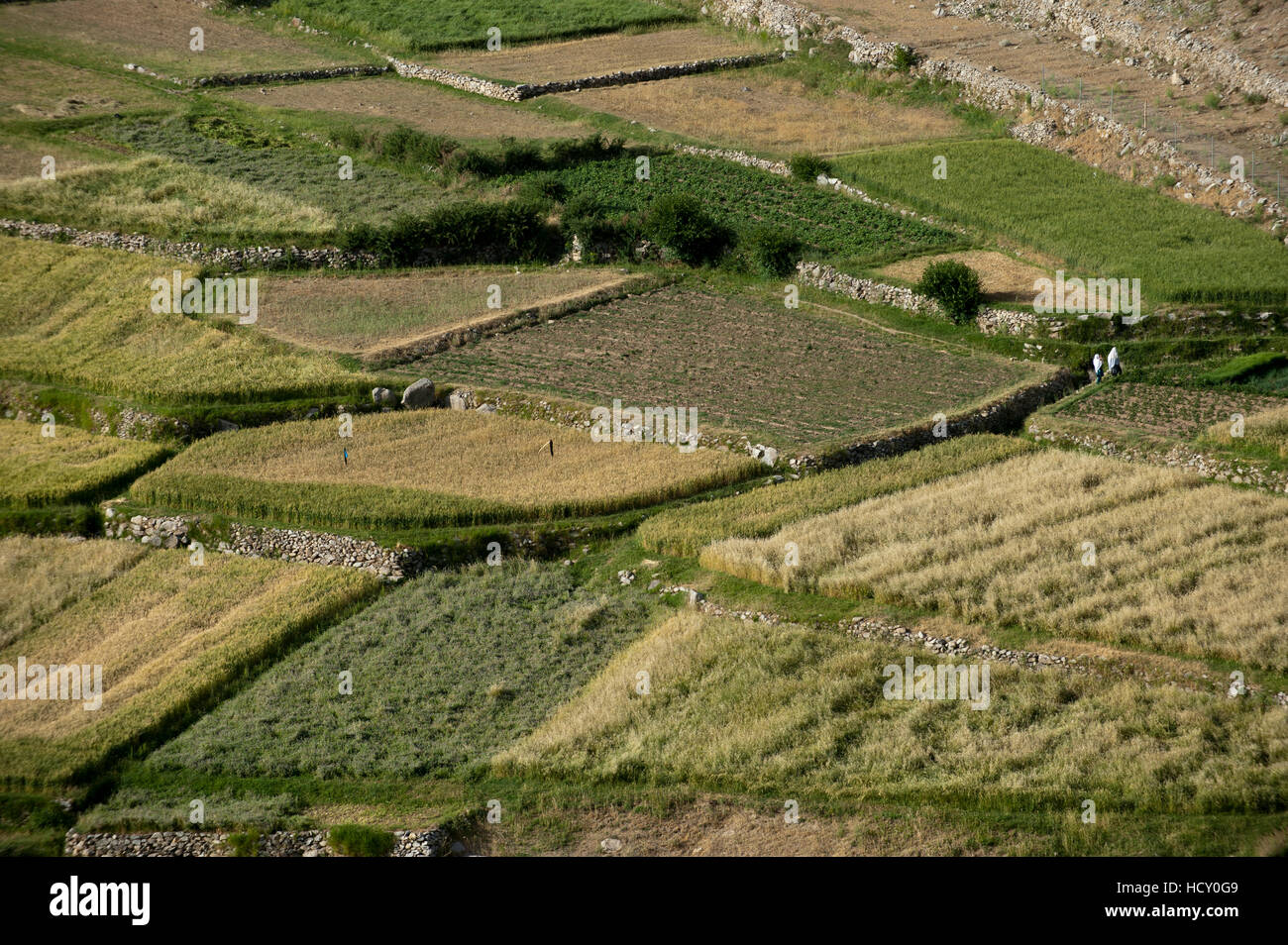 Des champs de blé dans la vallée du Panshir, en Afghanistan Banque D'Images