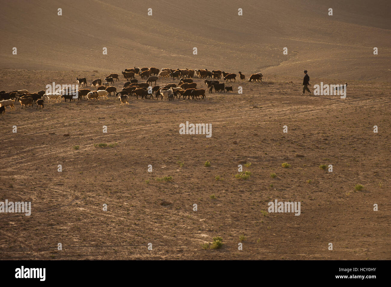 La longue marche dans les collines stériles, de l'Afghanistan, des bergers et leurs troupeaux sont obligés de parcourir de longues distances, l'Afghanistan Banque D'Images