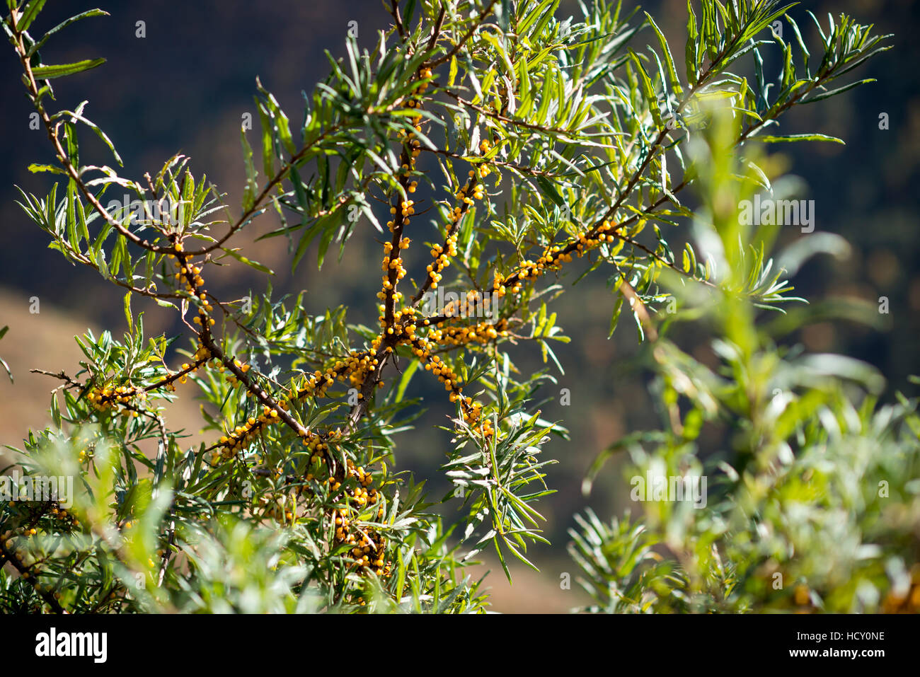 Les baies d'argousier, riche en vitamine C, grandissant dans le Langtang, Népal Banque D'Images