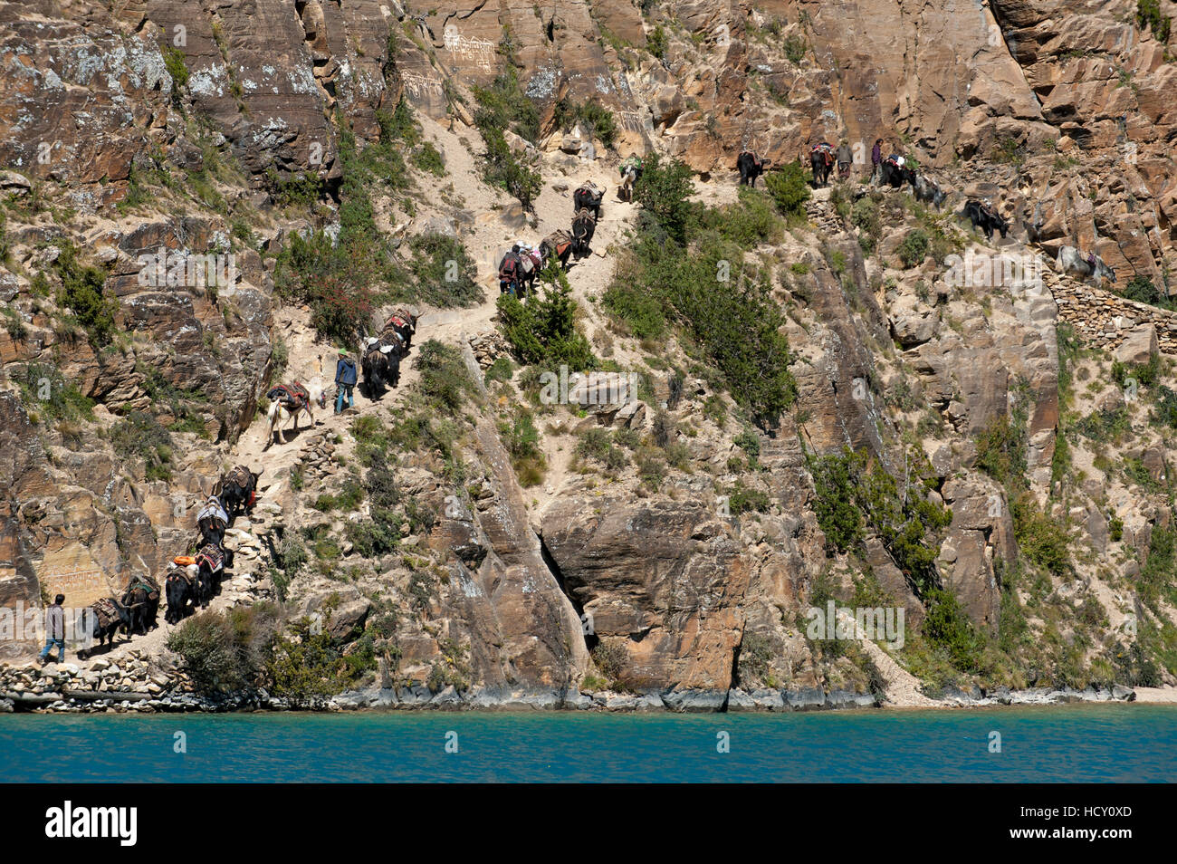 Les yacks, les bêtes de somme et le principal mode de transport, apportant des fournitures au Dolpa, une région reculée du Népal Banque D'Images