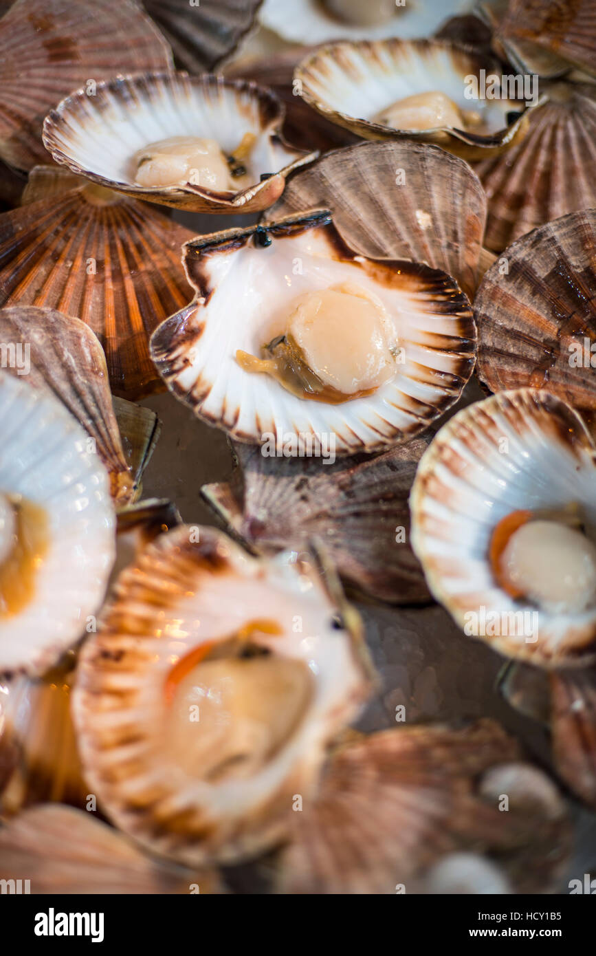 Ouvrir les pétoncles dans leur coquille à un étal de poisson dans le Borough Market, London, UK Banque D'Images