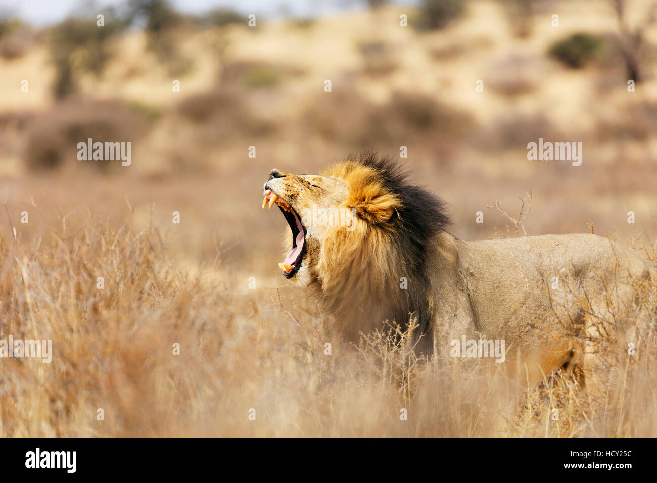 Roaring lion (Panthera leo), Kgalagadi Transfrontier Park, Kalahari, Northern Cape, Afrique du Sud, l'Afrique Banque D'Images