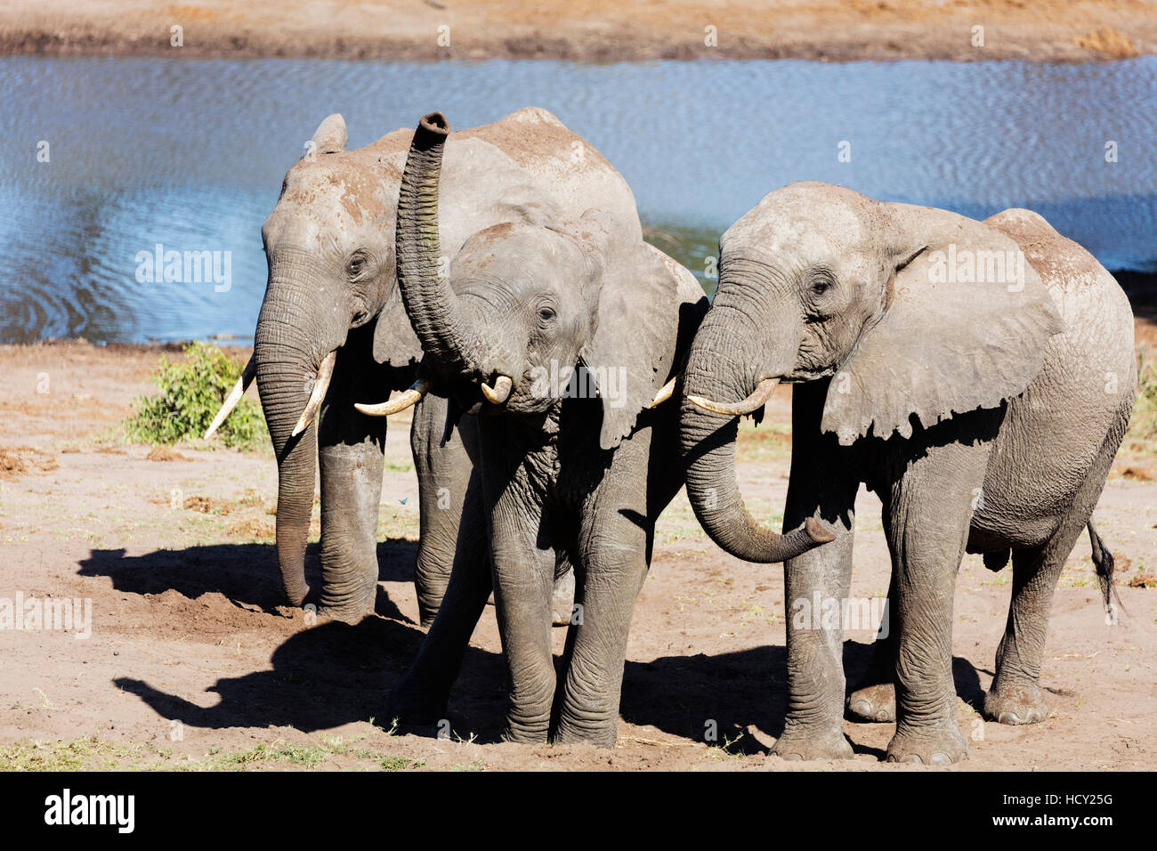 L'éléphant africain (Loxodonta africana), Tembe Elephant Park, Kwazulu-Natal, Afrique du Sud, l'Afrique Banque D'Images