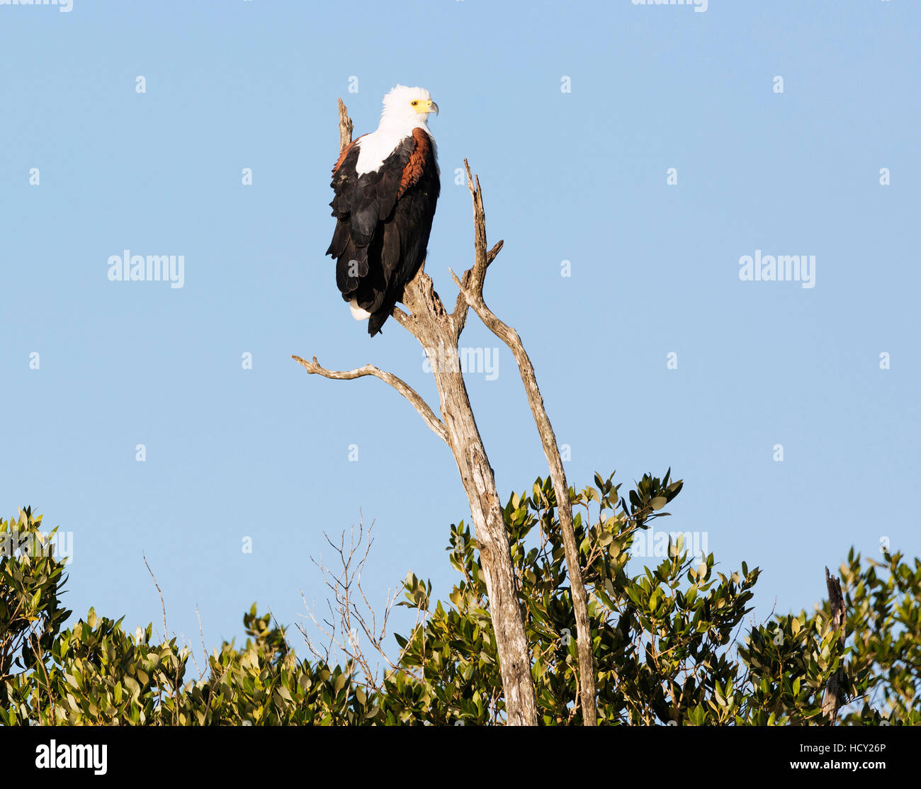La mer d'Afrique blanche (Haliaeetus vocifer), de Sainte-Lucie Isimangaliso Wetland Park, l'UNESCO, Kwazulu-Natal, Afrique du Sud, l'Afrique Banque D'Images