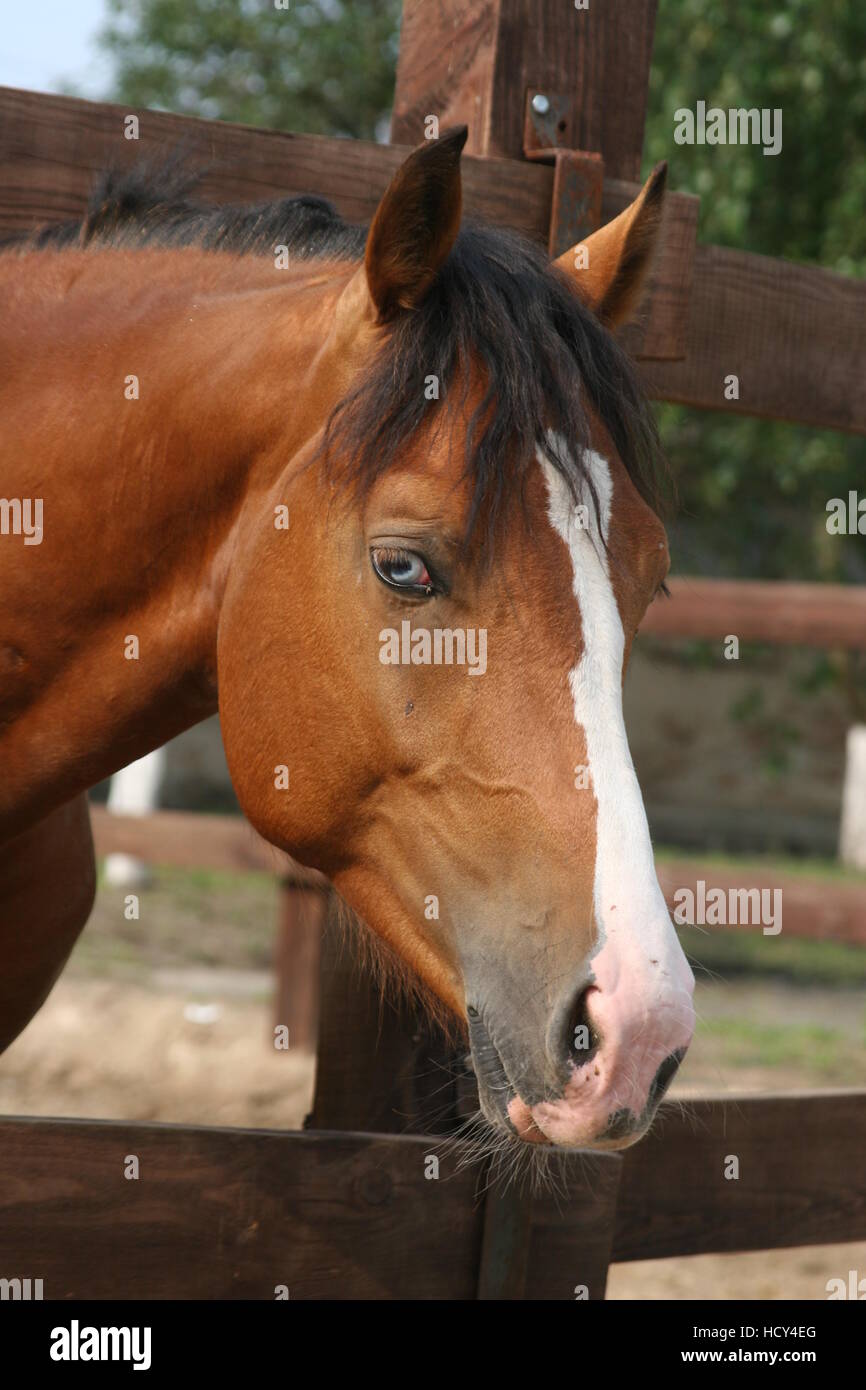 Bay horse avec Blanc nez et yeux bleus, Appaloosa Banque D'Images