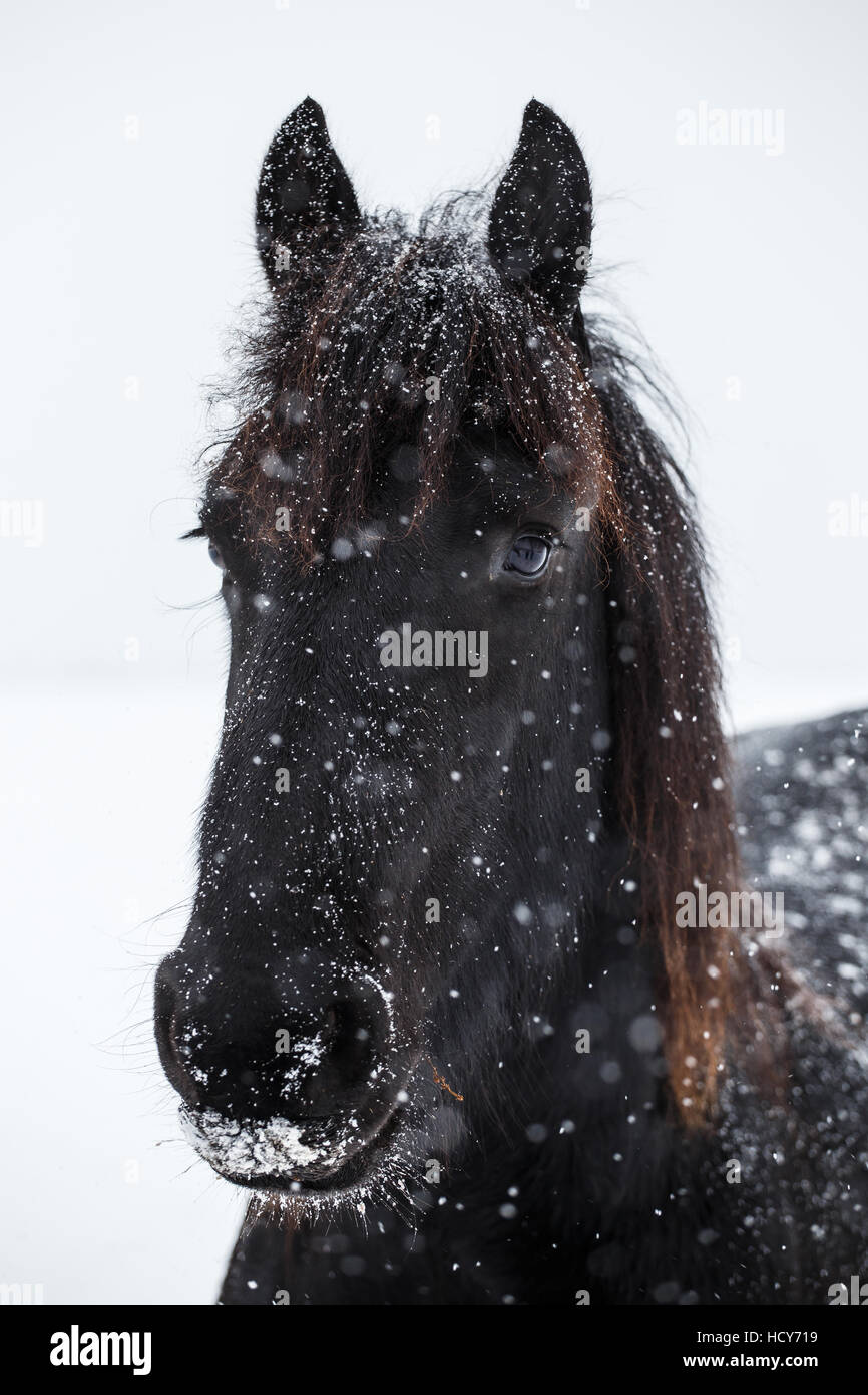 Cheval frison et de neige Banque D'Images