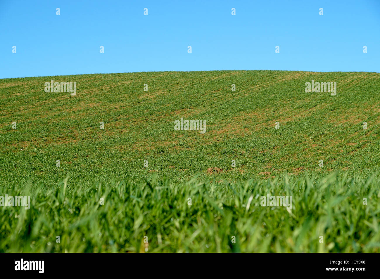 Vue panoramique de nice colline verte on blue sky Banque D'Images