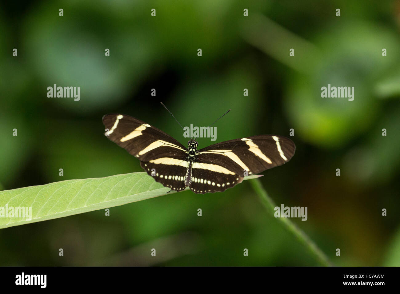 Zebra Zebra Longwing ou Heliconia Papillon, (Heliconius taygetina), perché sur une feuille, près de Panajachel, Guatemala Banque D'Images