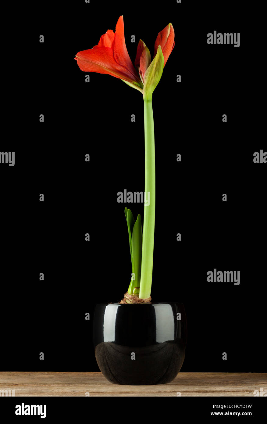 Amaryllis en pot de fleur rouge sur fond noir, plateau en bois Banque D'Images