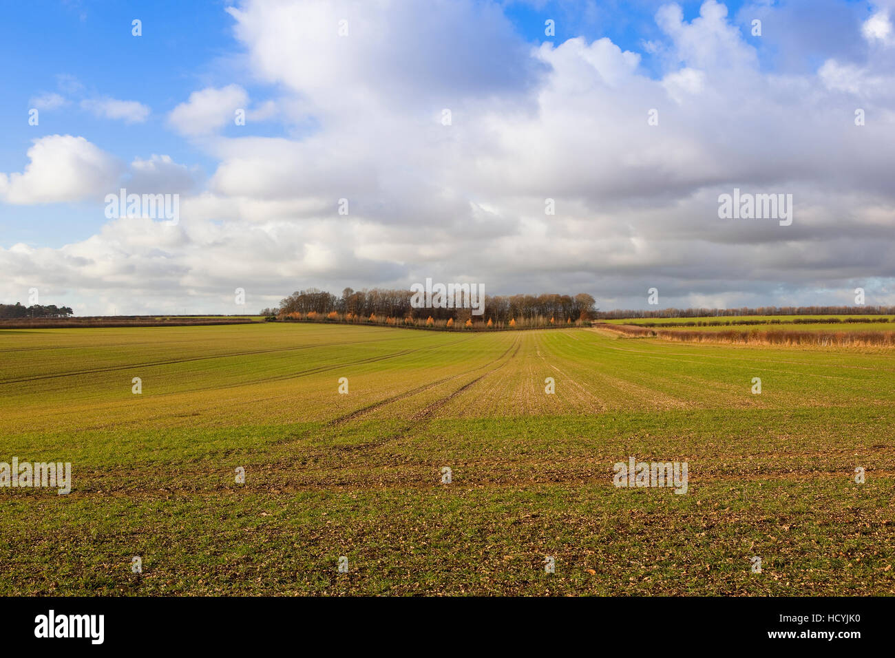 English channel paysage en automne avec une petite plantation d'arbres par un champ de cultures céréalières des plantules sous un ciel nuageux bleu Banque D'Images