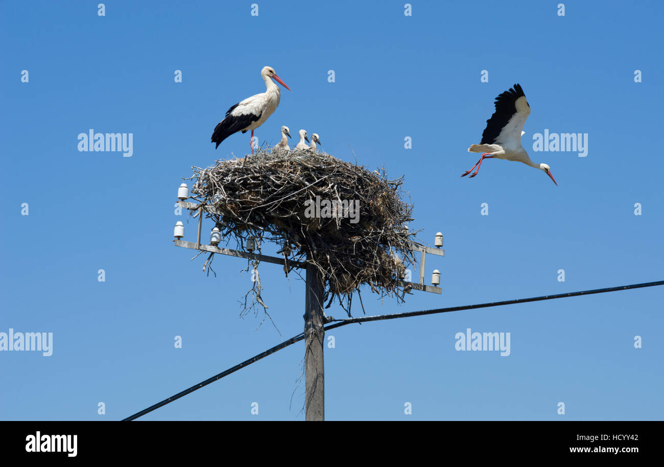 Le Portugal, l'Alentejo district, d'une cigogne famille sur un poteau télégraphique Banque D'Images