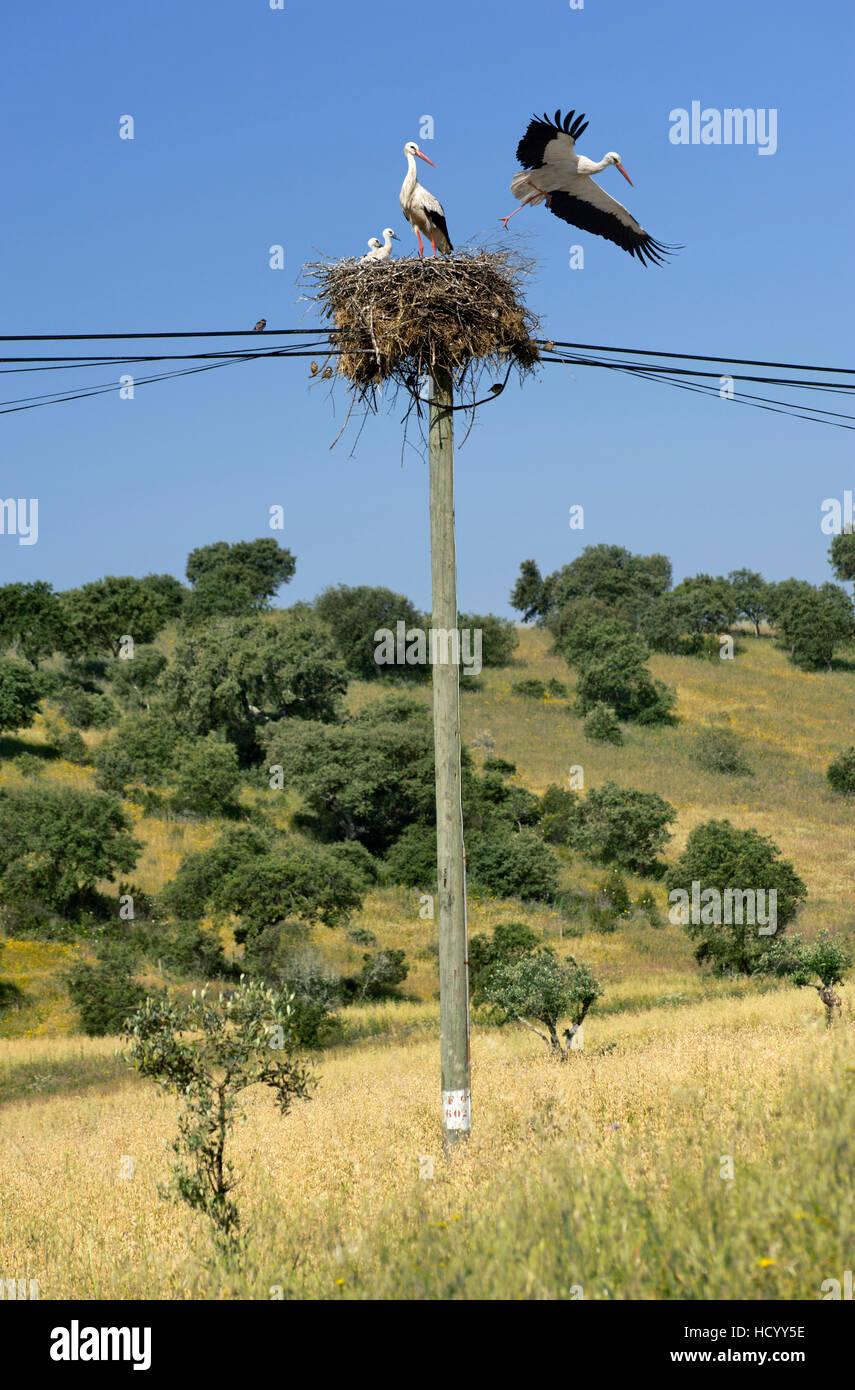 Le Portugal, l'Alentejo district, des cigognes sur un poteau télégraphique Banque D'Images