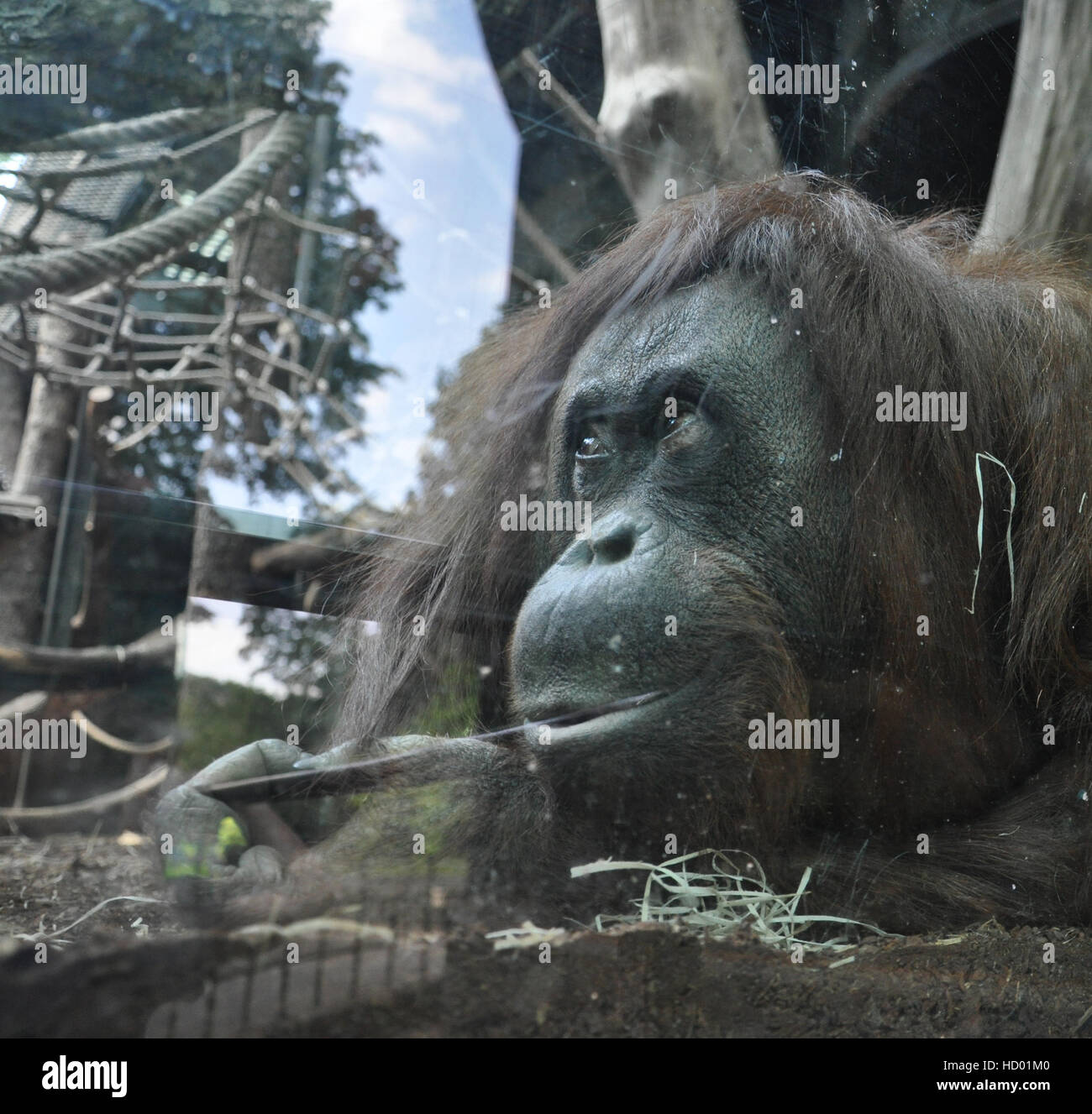 Un orang looking up, derrière une fenêtre Banque D'Images