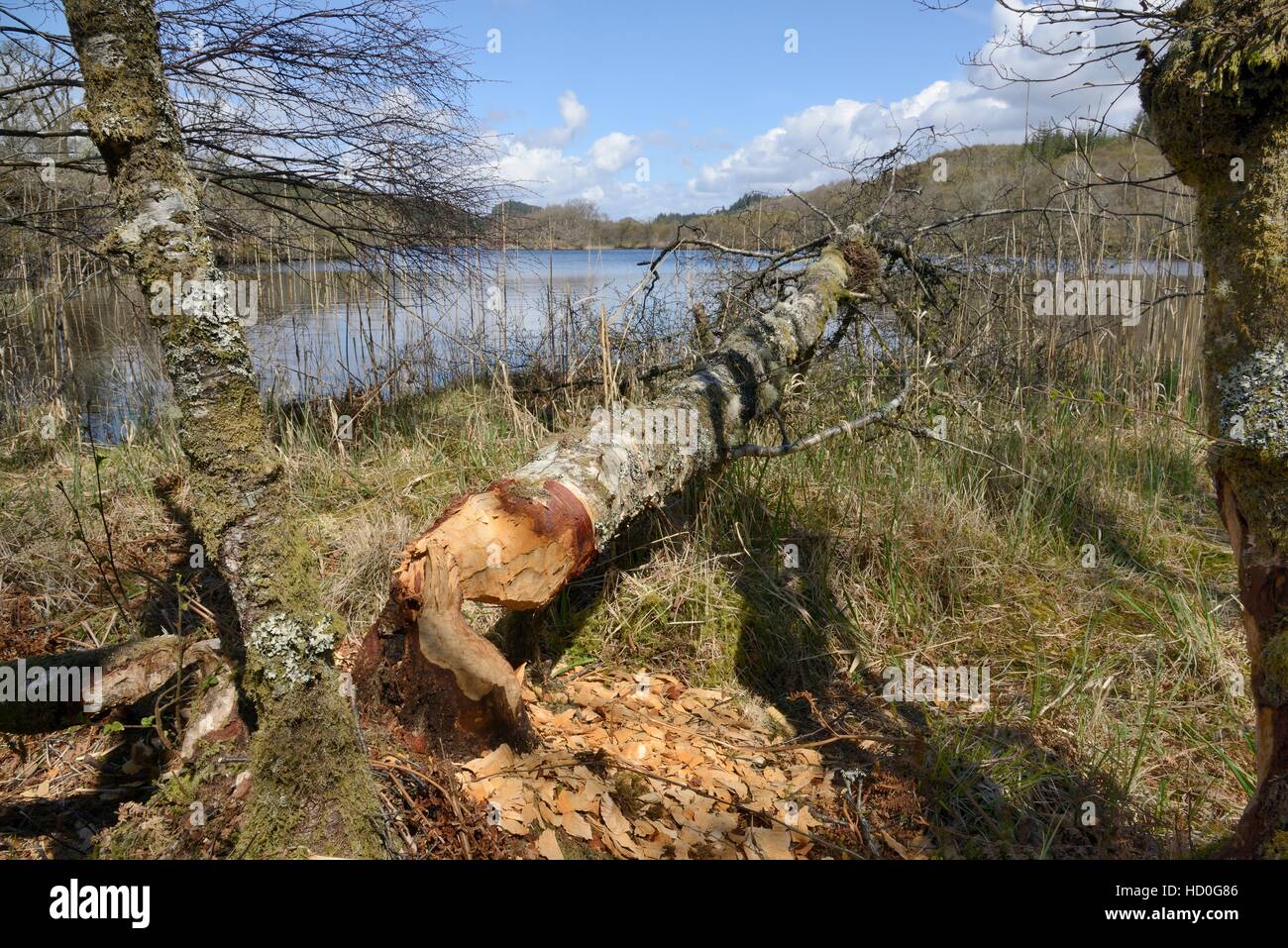 Bouleau pubescent (Betula pubescens) abattu par le castor d'Eurasie (Castor fiber) de la Scottish Beaver Procès, Knapdale, Ecosse, Royaume-Uni Banque D'Images