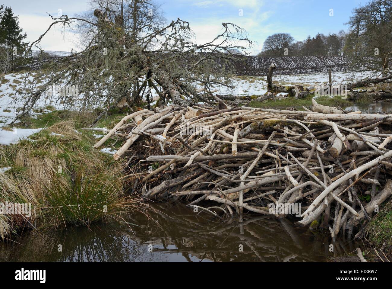 Barrage de flux avec des branches d'arbre par le castor d'Eurasie (Castor fiber) près de terres arables, Perthshire, Écosse, Royaume-Uni, Tayside. Banque D'Images