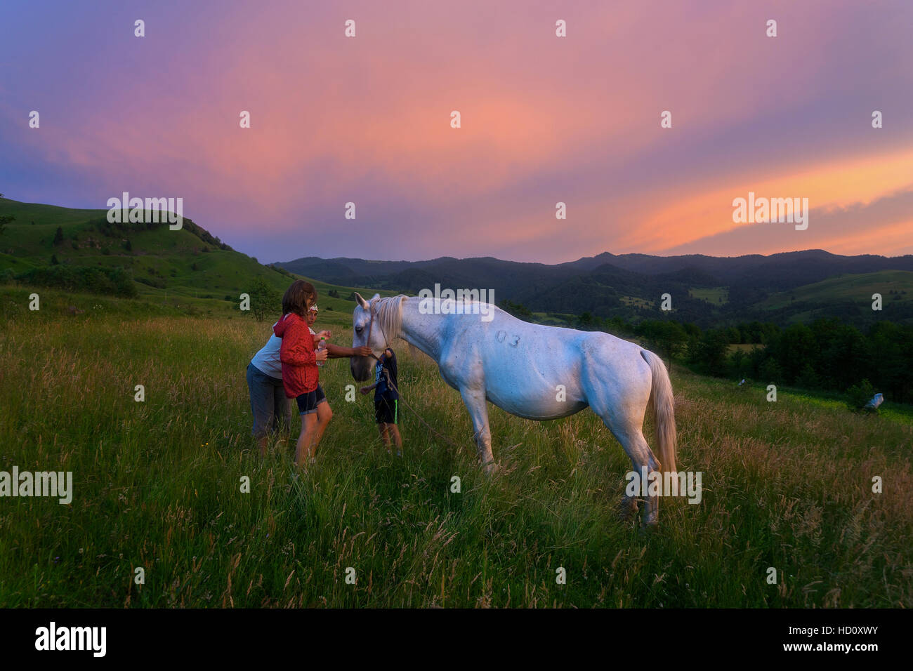 Friendly cheval des Carpates Banque D'Images